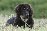DOGUE DU TIBET 845